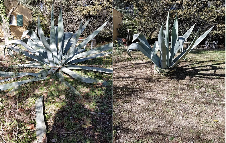 Coupe de printemps